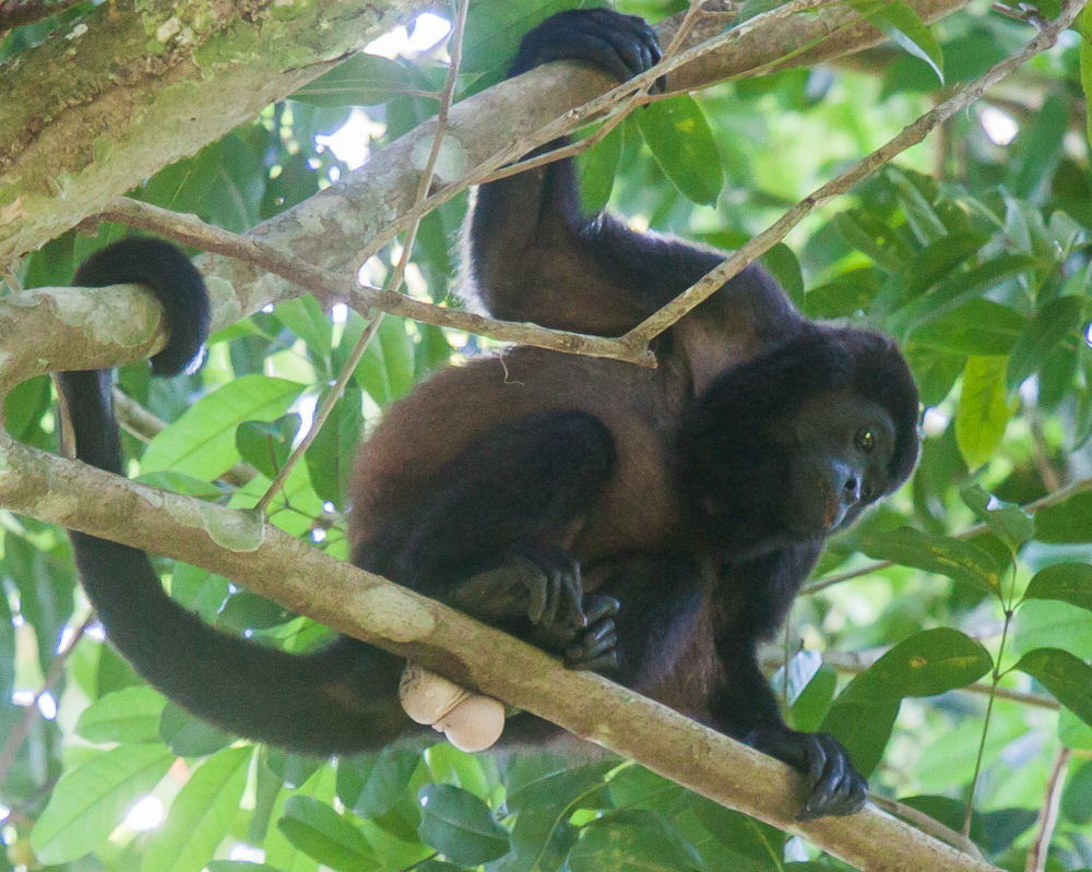 Mono-aullador-Coiba