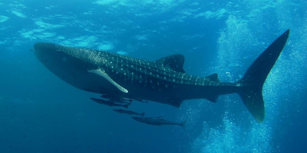 Tiburon-Ballena