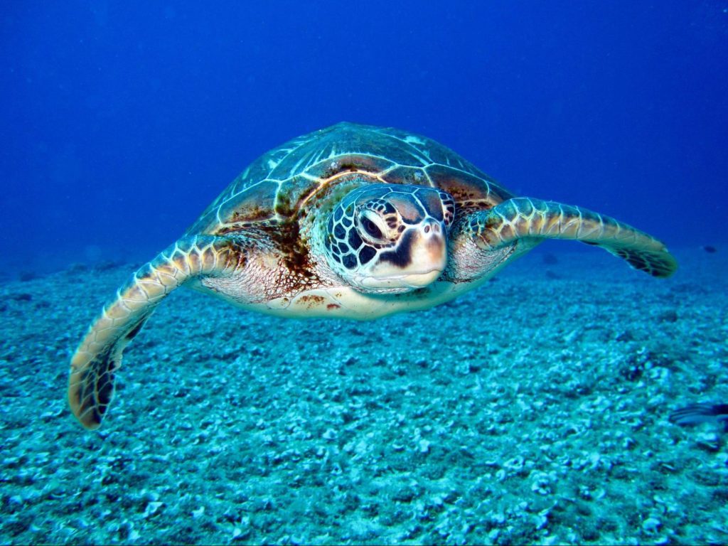Tortuga-Verde