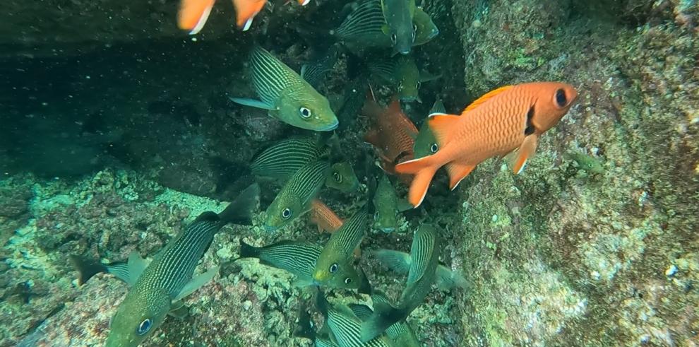 Conectividad marina, pieza clave para la gobernanza oceánica regional