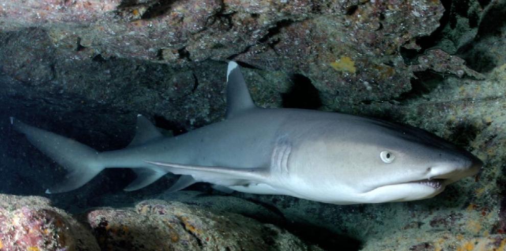 Estudian tiburones y rayas para ordenar las pesquerías