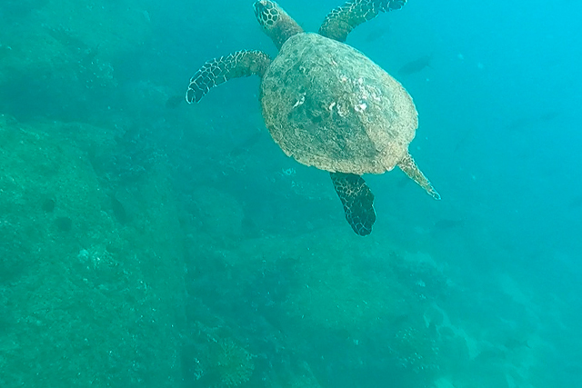 Tortuga carey (Eretmochelys imbricata)
