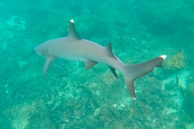 Tiburón punta blanca de arrecife (Triaenodon obesus)