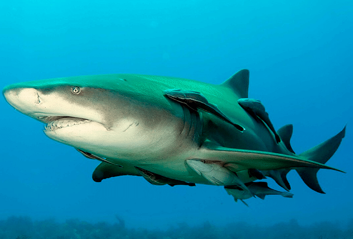 Científicos confirman por primera vez la presencia del tiburón limón en Coiba, revelando una nueva zona de crianza en el Pacífico